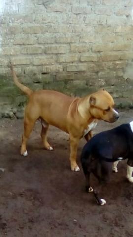 Vendo cachorro