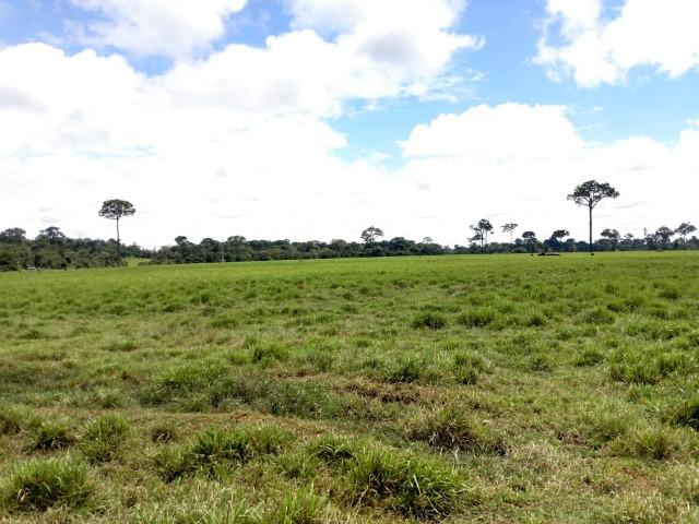 Área Rural (Estrada de Boca do Acre) - Foto 6