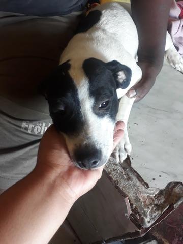Vendo pitbull macho