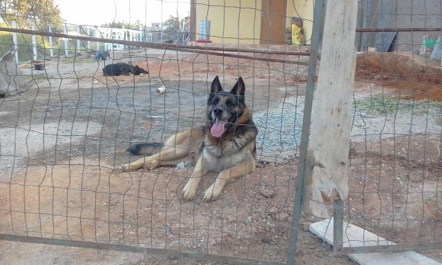 Pastor alemão para adoção - Foto 3