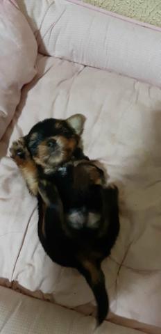 Filhote Yorkshire Terrier (Aceitamos qualquer cartão) - Foto 2