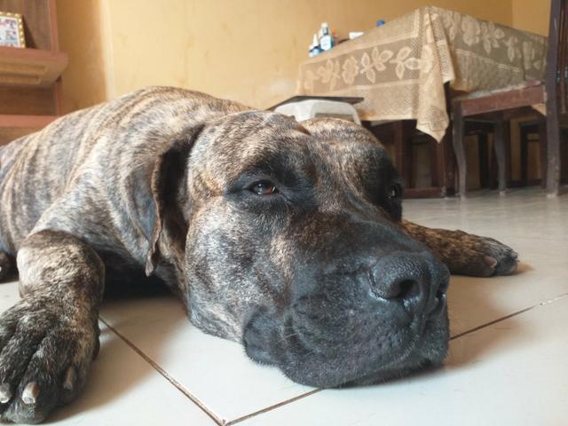 DOGO CANÁRIO para procriação - Foto 4