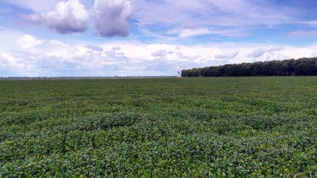 Fazenda 663 Hectares Plantando Lavoura - MT