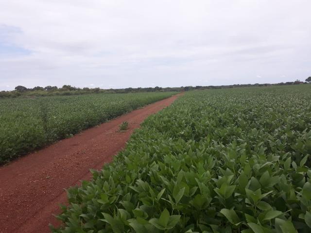 Fazenda 1.020 Hectares Plantando Lavoura - MT - Foto 3