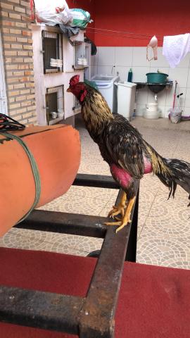 Galo indiano puro