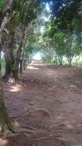 Sitio 38 Alqueire Colniza // terra excelente para cultivo // criação de gado - Foto 2