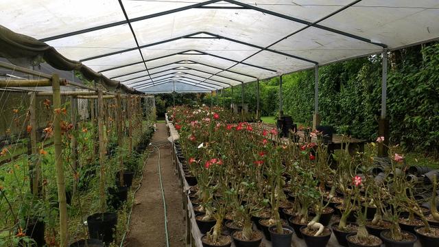 Chácara de orquídeas - Foto 3