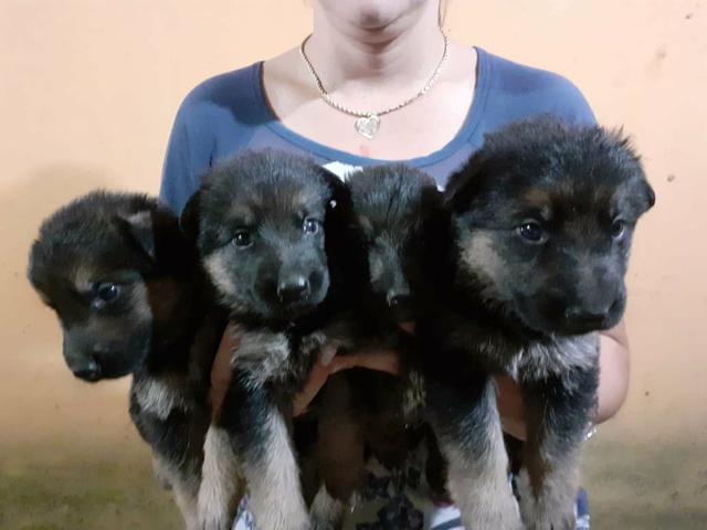 Filhotes de pastor alemão - Foto 4