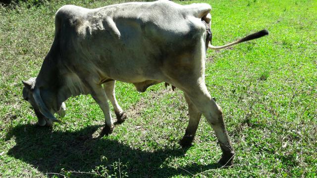 Vende-se novilhas - Foto 4