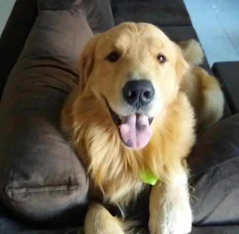 Filhotes de Golden Retriever com ótima linhagem - Foto 6