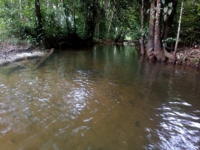 Venda do Sítio com Igarapé - Foto 3