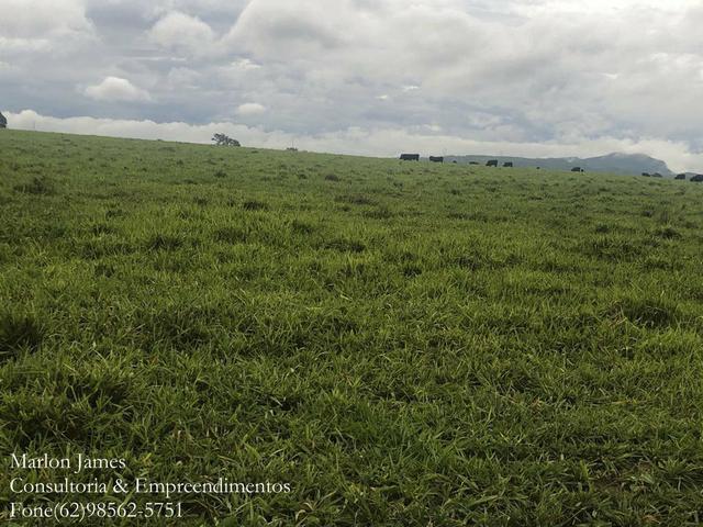 Fazenda em Vila Propício-Go! - Foto 10
