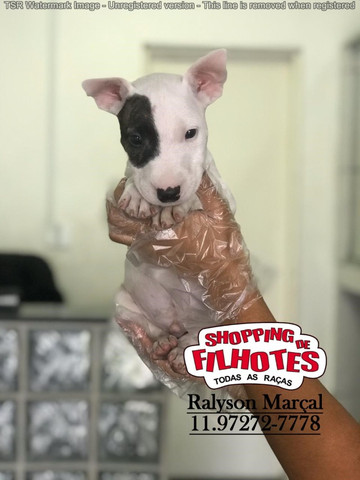 Bull Terrier Inglês: confira tudo sobre essa raça