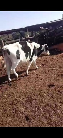 Vendo vaca leiteira