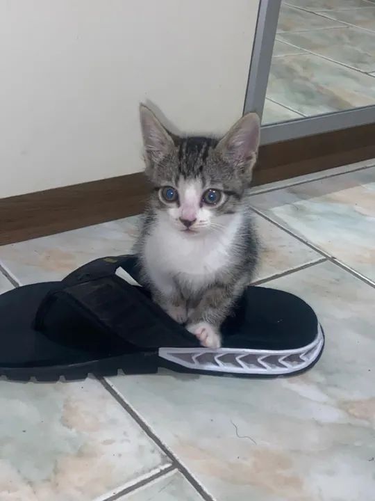 Doa se gatos  - Foto 3