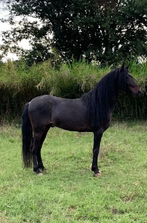 Vendo Cavalo Inteiro / Garanhão  - Foto 3