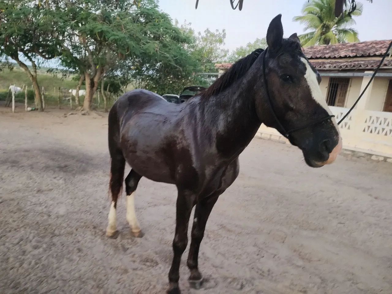 Cavalo macha picada MQ de 5 a 6 anos já castrado - Cavalos e acessórios -  SIM, Feira de Santana 1319058854 | OLX