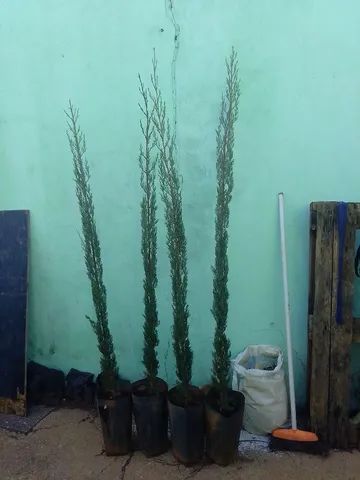 Palmeiras... GUEROBA, BISMARCK, COCO anão e PIRAMIDALES.. - Foto 2