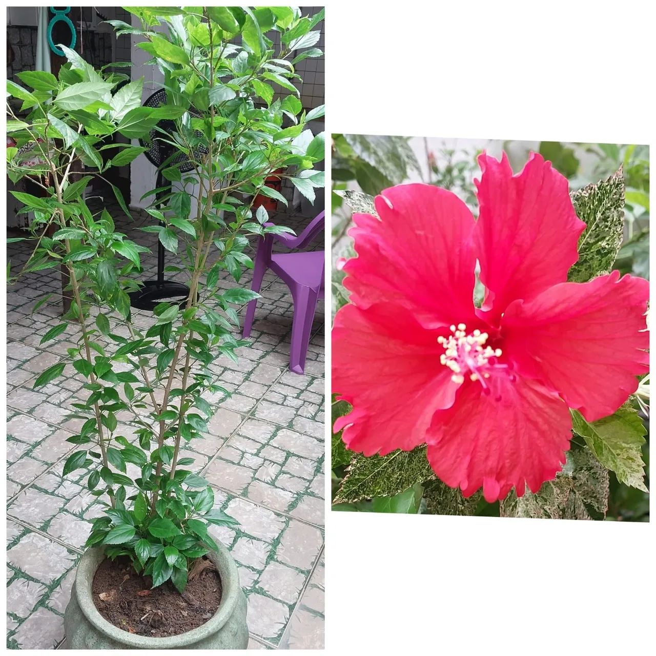 Planta Zamioculcas Zamiifolia - Foto 2