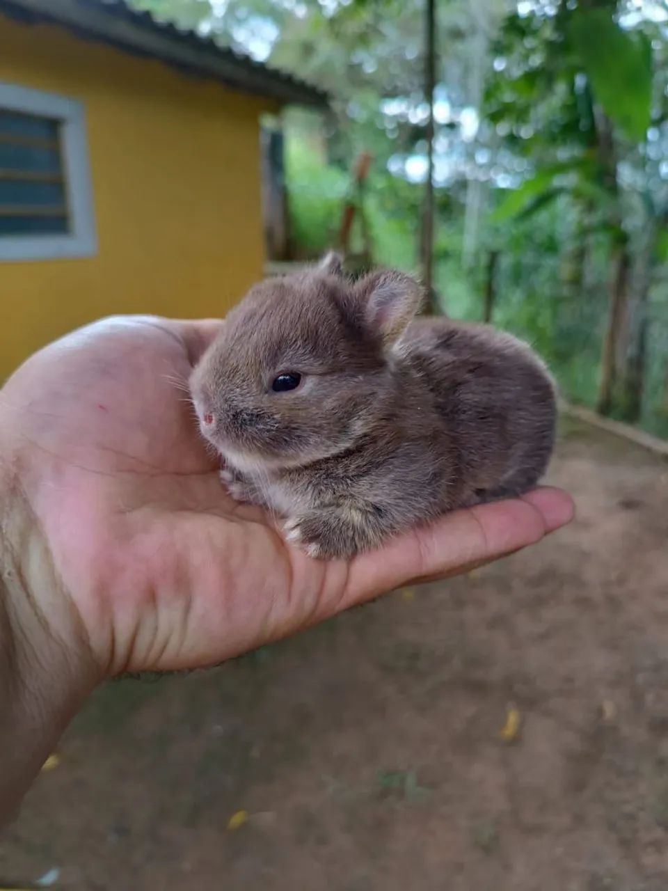 COELHINHO ANÃO - NETHERLAND DWARF - MENOR DO MUNDO - Foto 2