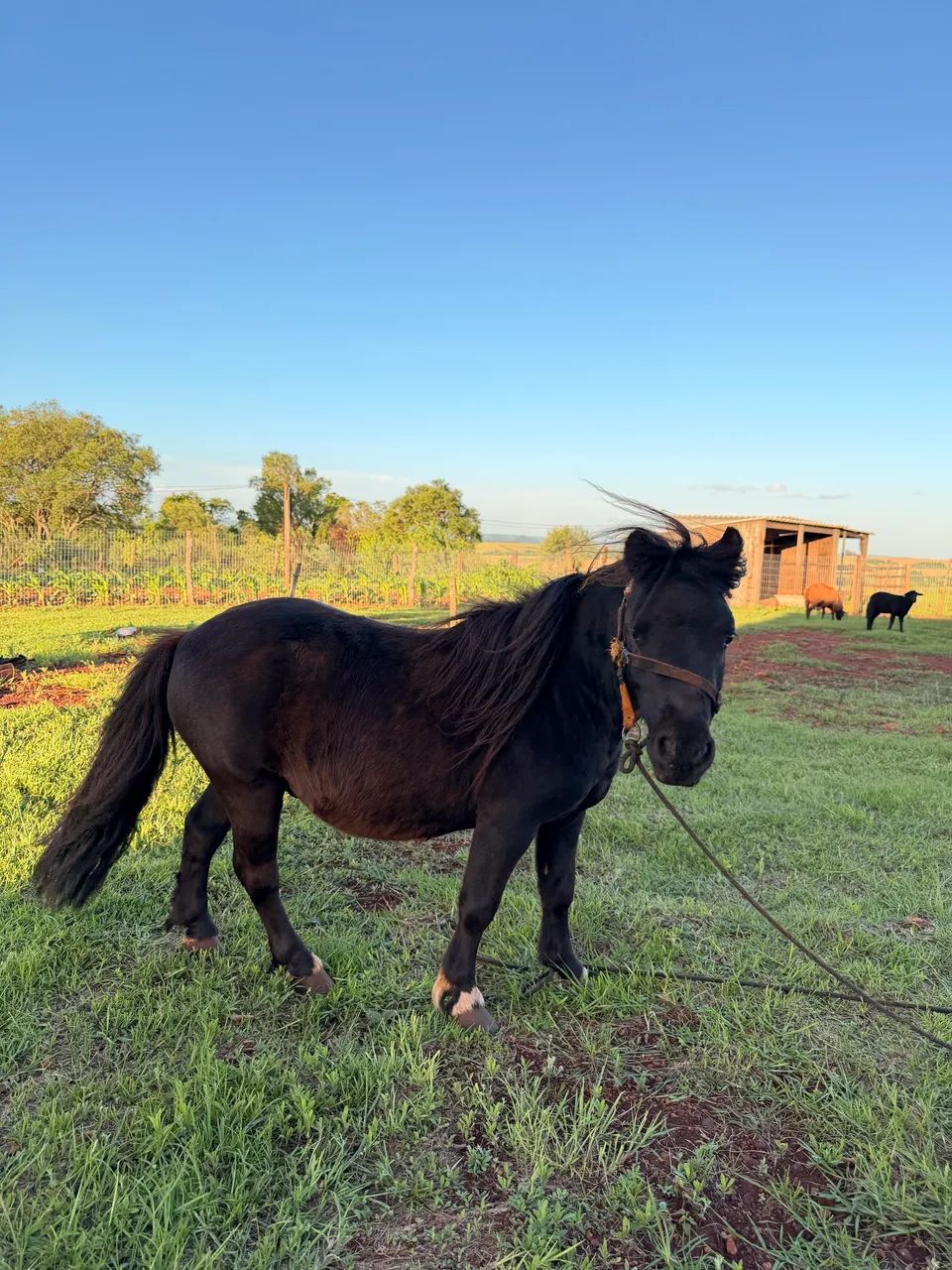 Mini Pônei país premiados na Expointer  - Foto 4