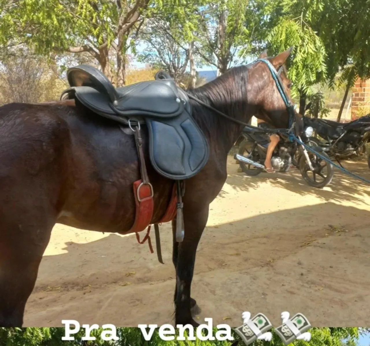Cavalo,marcha picada