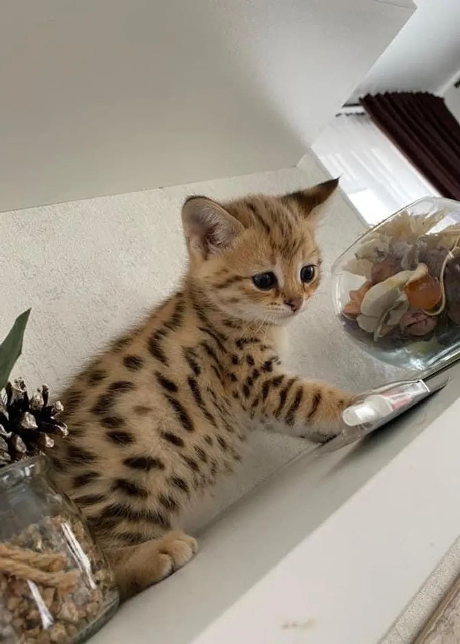 Lindos Filhotes de Bengal Disponíveis - Beleza e Elegância Felina! - Foto 2