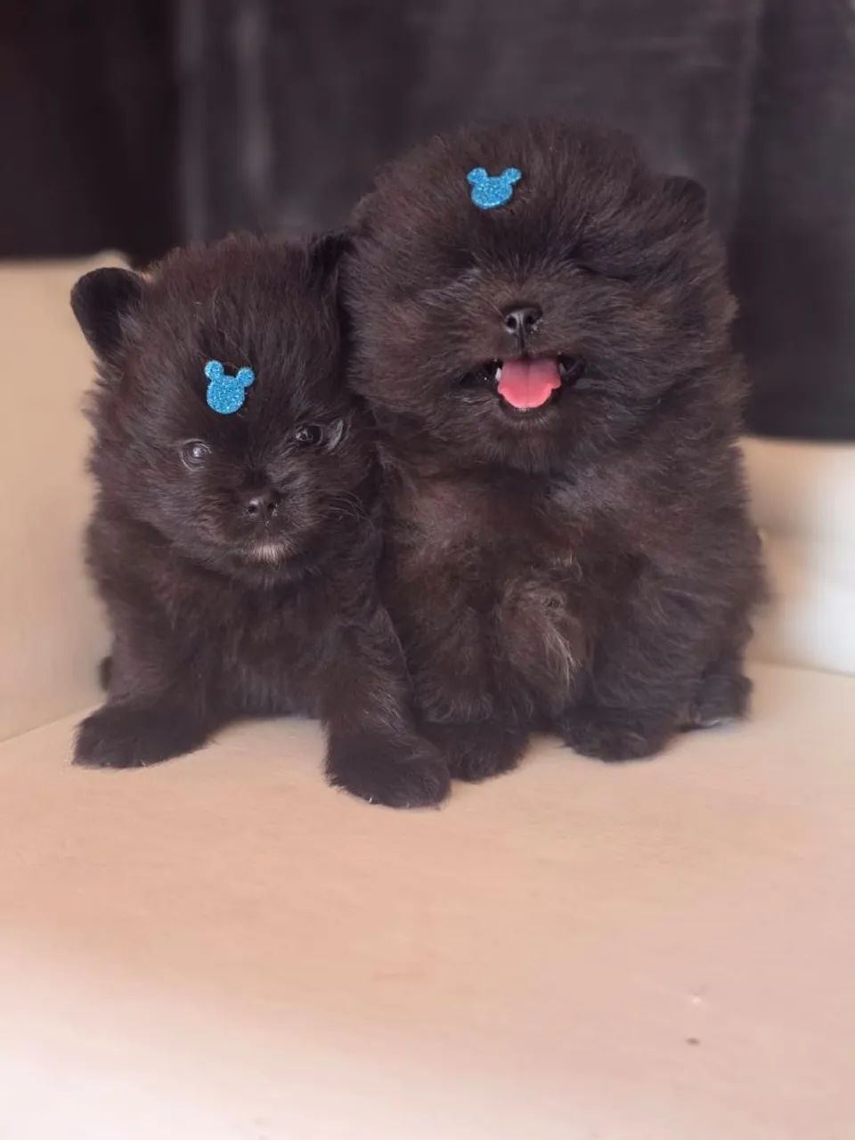 Dois filhotes de Spitz Alemão