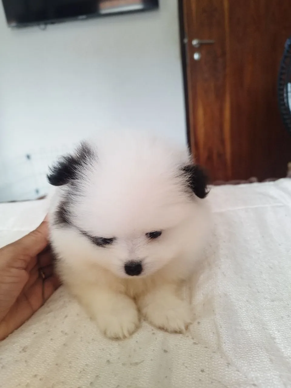 Filhote de Spitz Alemão - Fofo e Charmoso