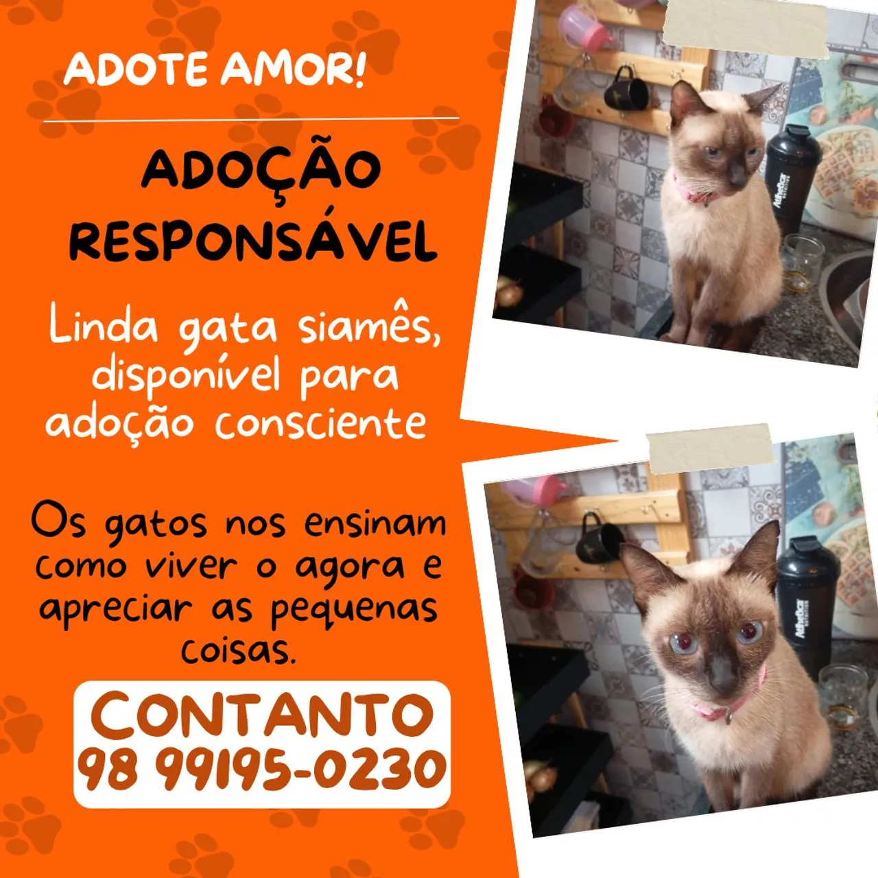 Linda gata Siamês para adoção consciente