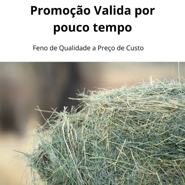 Fardo de Feno tifton tipo A - ensacado 20kg - Foto 4