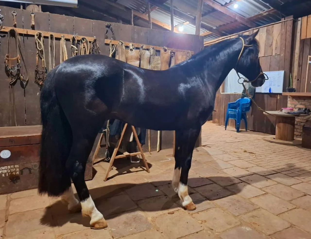 Potro zaino salino