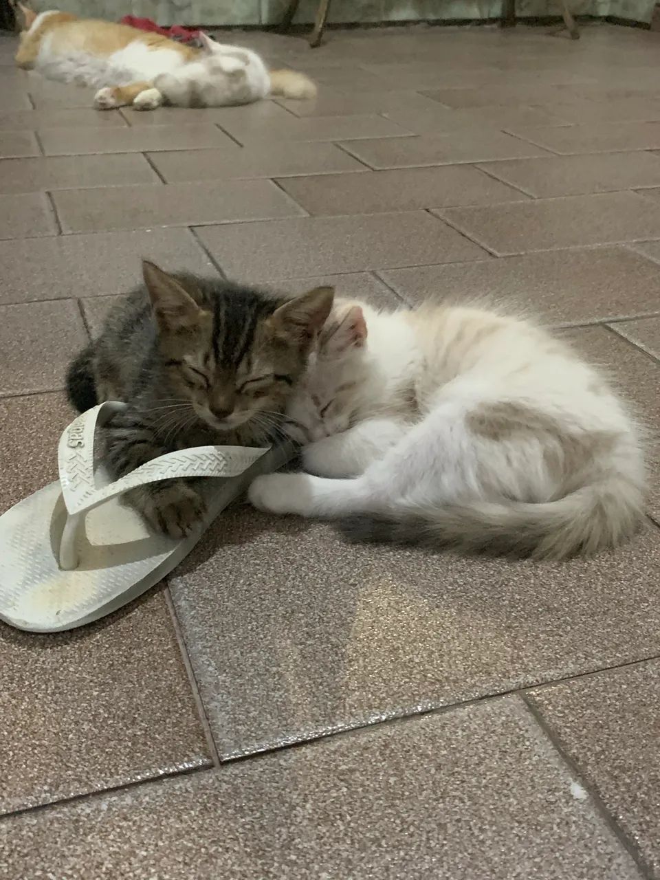 Doa-se lindos gatinhos filhotes  - Foto 2