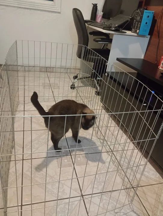 Cercadinho cachorro - Foto 5