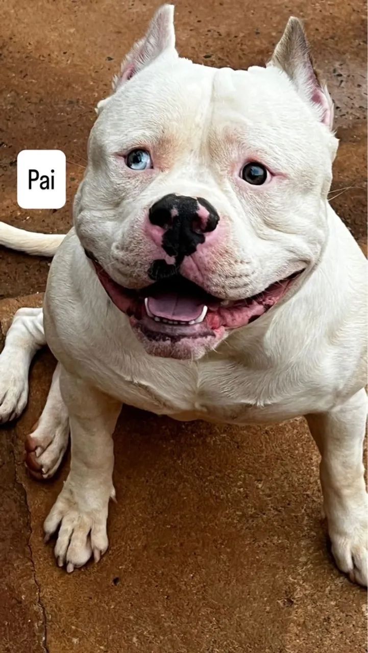 Filhotes Pitmonster - 45 dias de pura doçura! - Foto 4