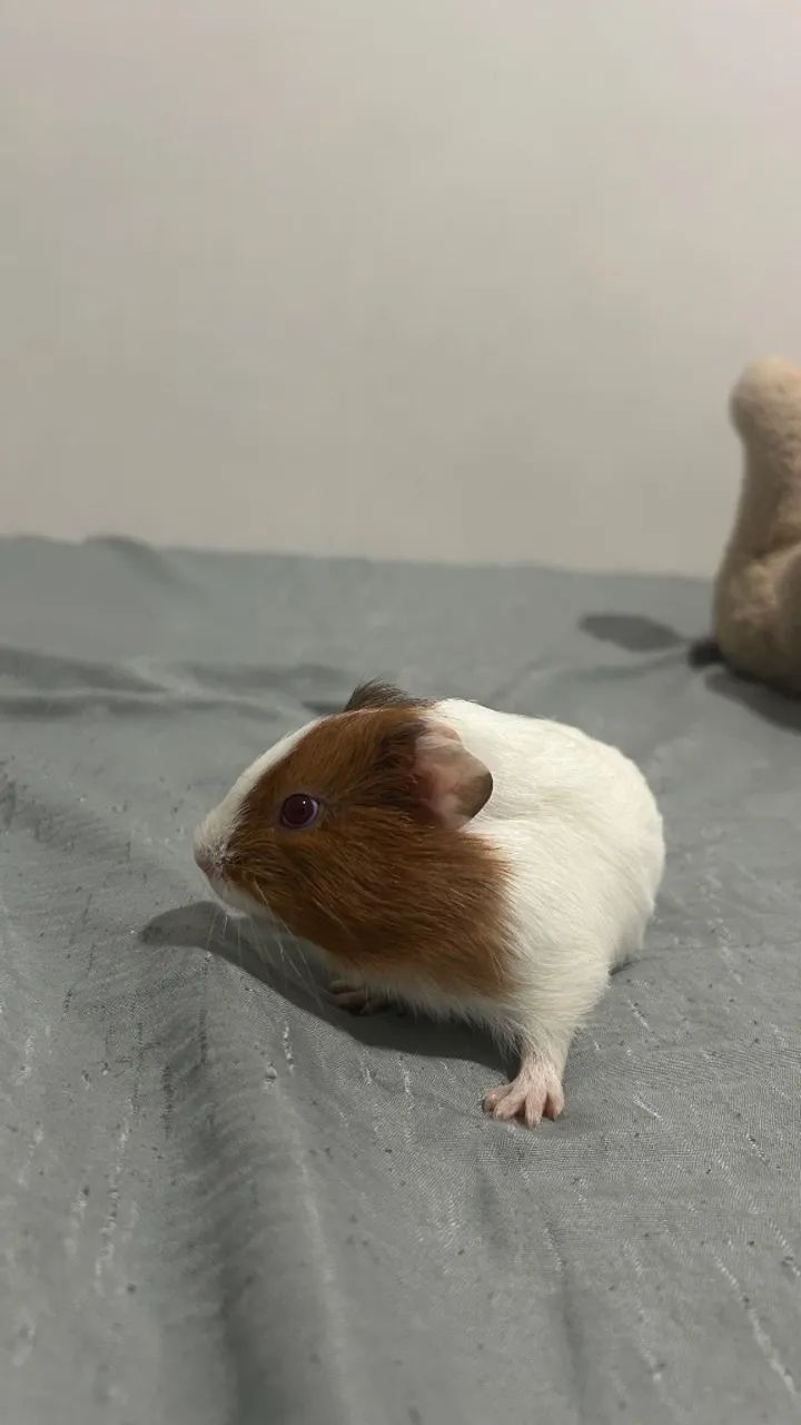 Filhote de porquinho da índia  - Foto 2