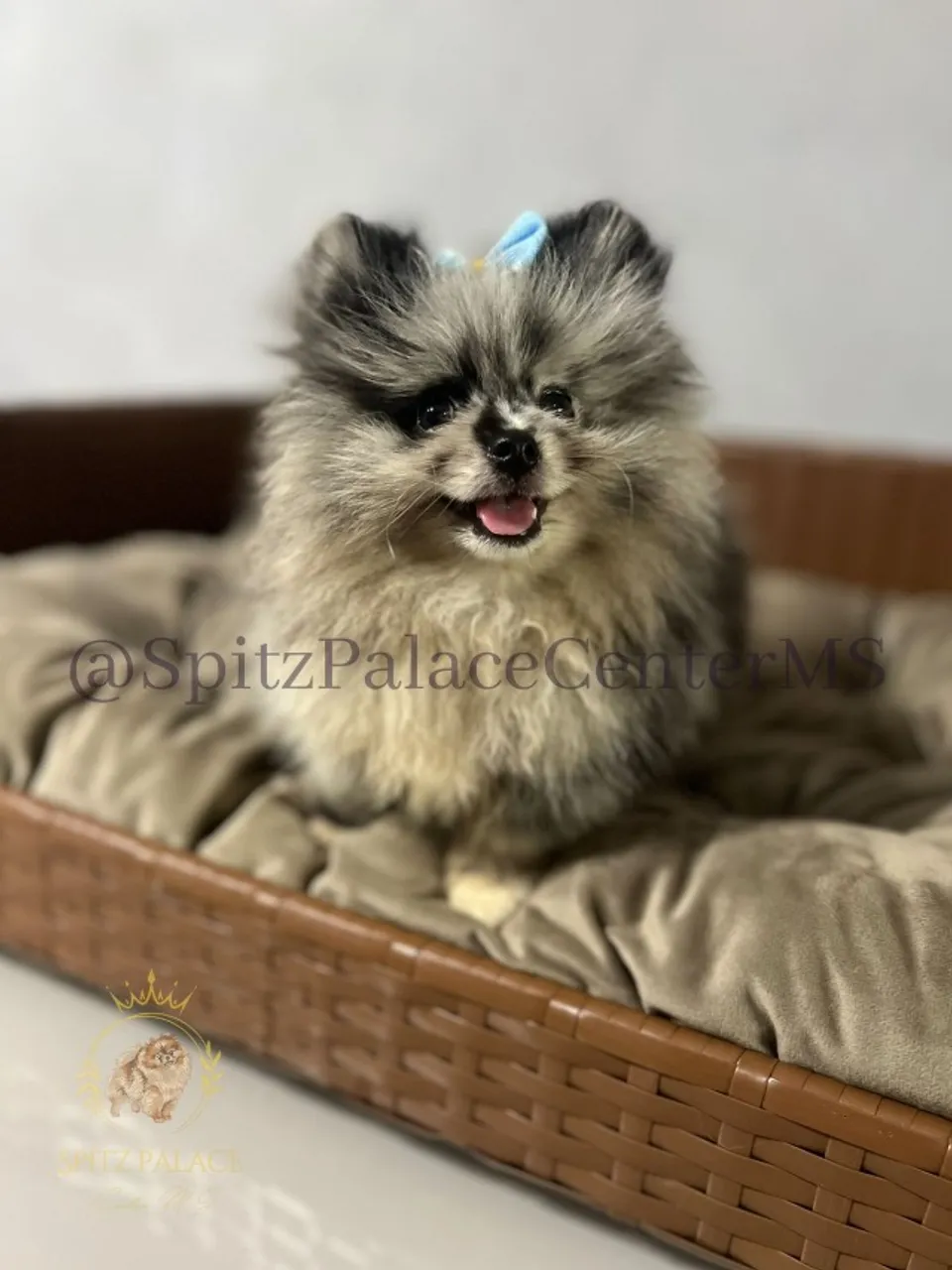 Filhotes Spitz Alemão Disponíveis - Campo Grande MS/ SpitzAlemaoCenterMS