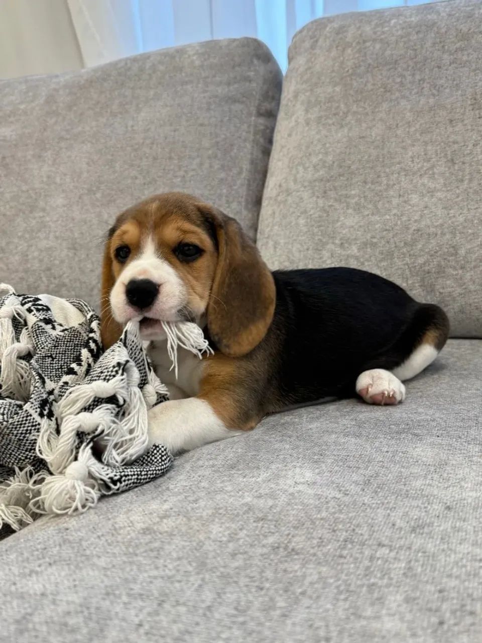 Beagle esforçado 