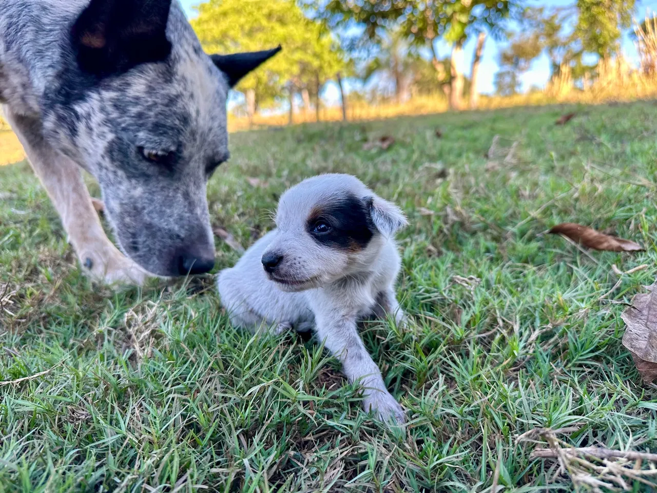 Blue Heeler - Pincher