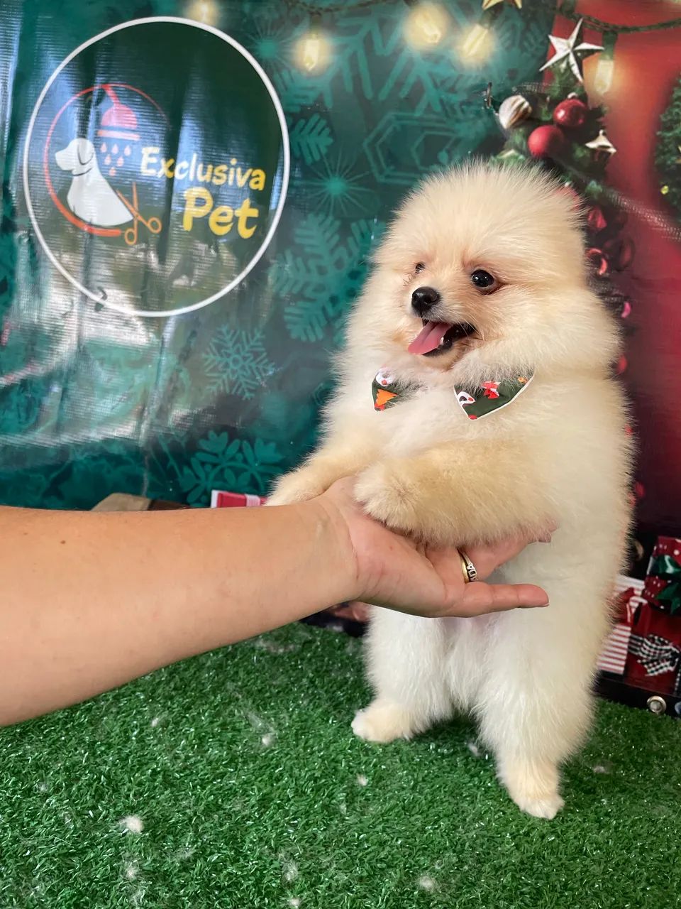 Lindos machinho de Lulu - Foto 5