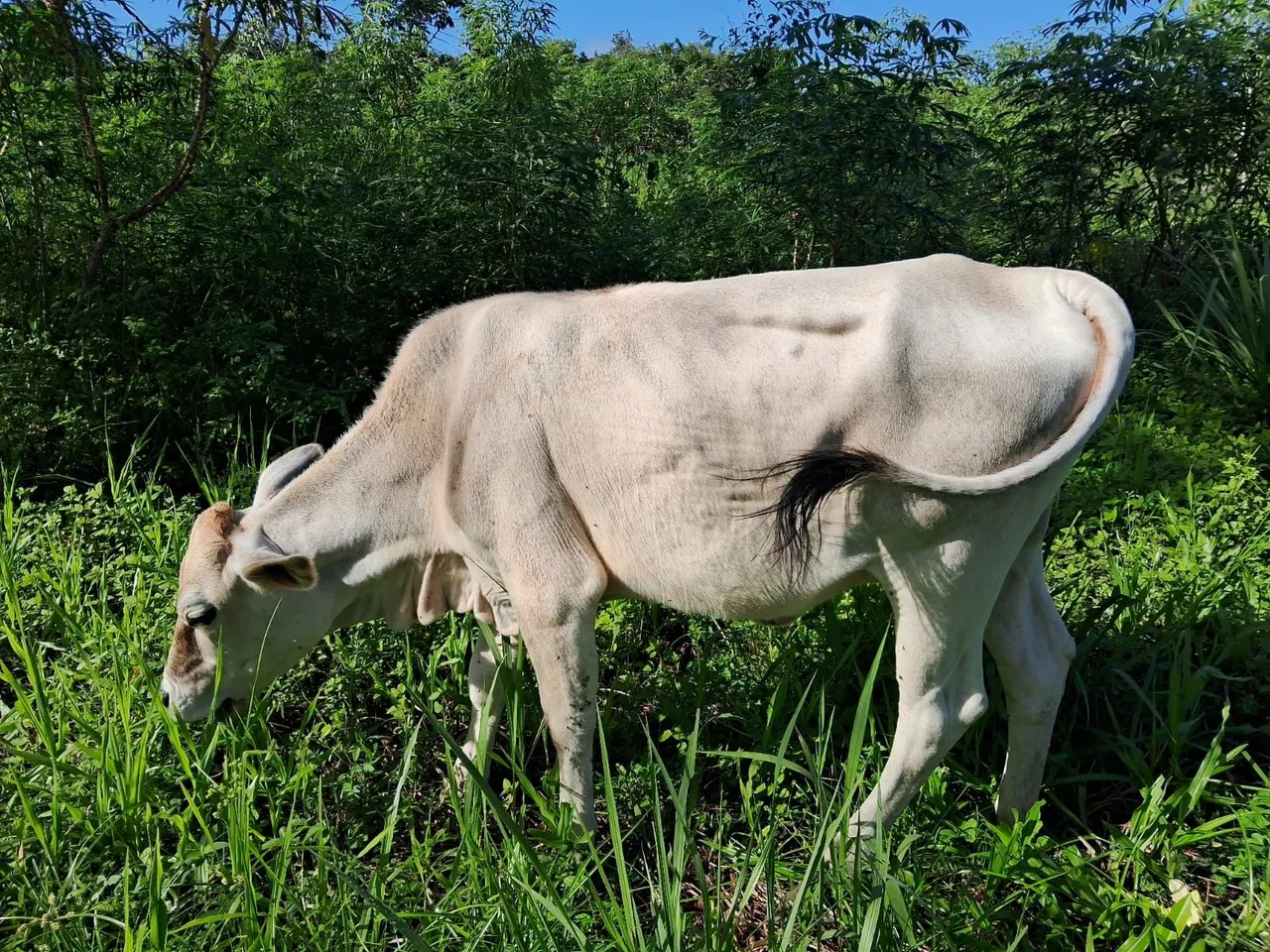 Vaca jovem e bezerra em promoção