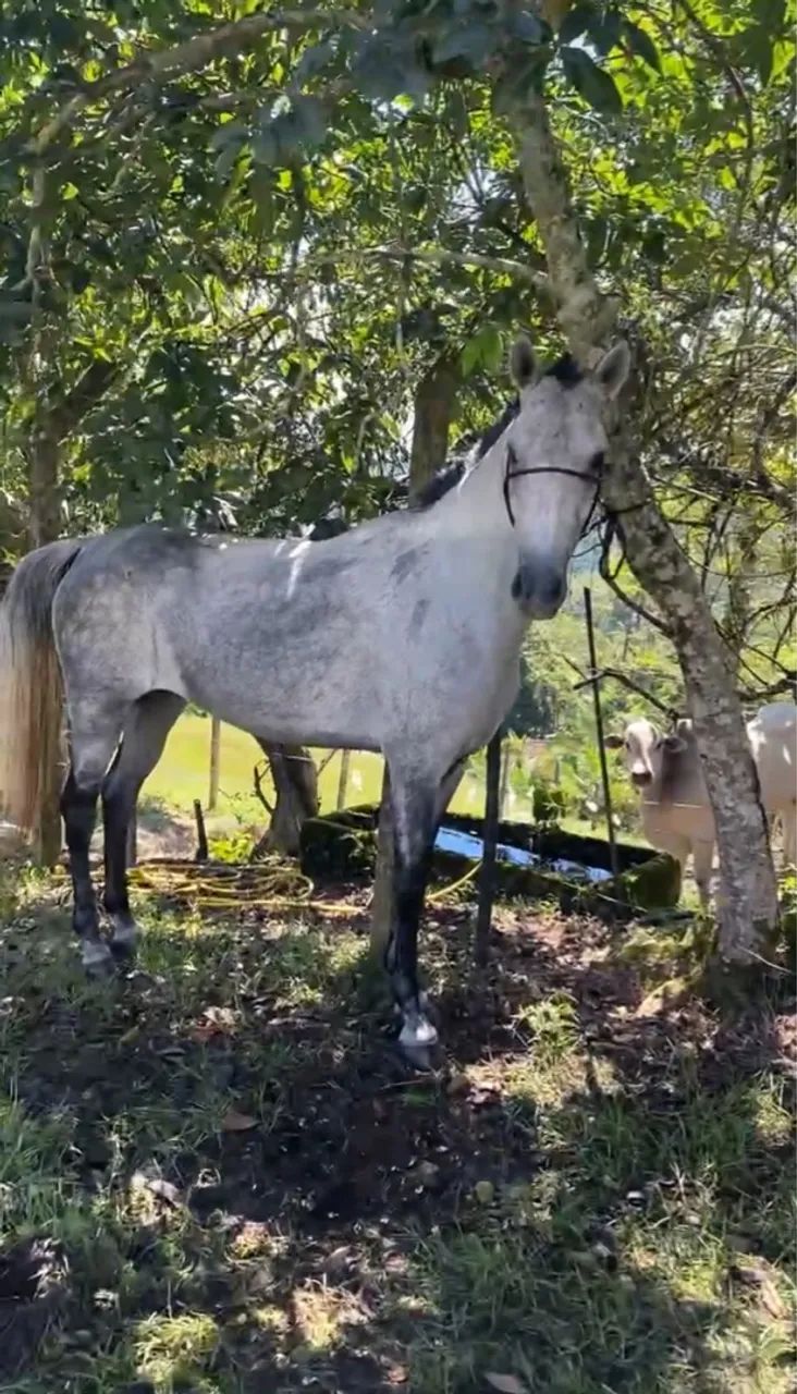 Égua mangalarga Marchador 