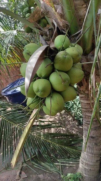 Coco d'água  - Foto 4