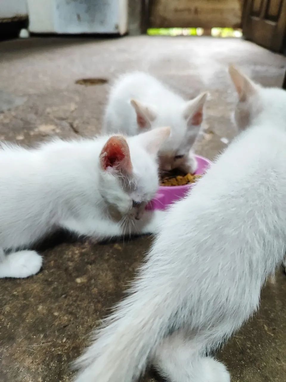 Doação de gatinhos - Foto 6