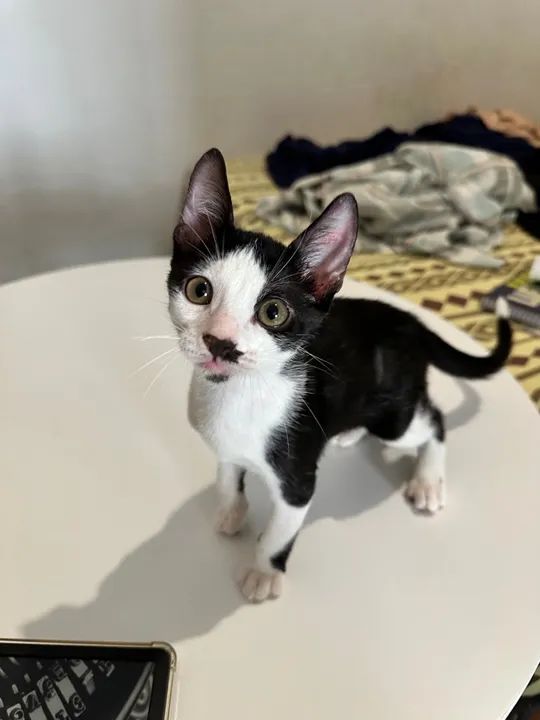 Gatinhos para adoção - Foto 3