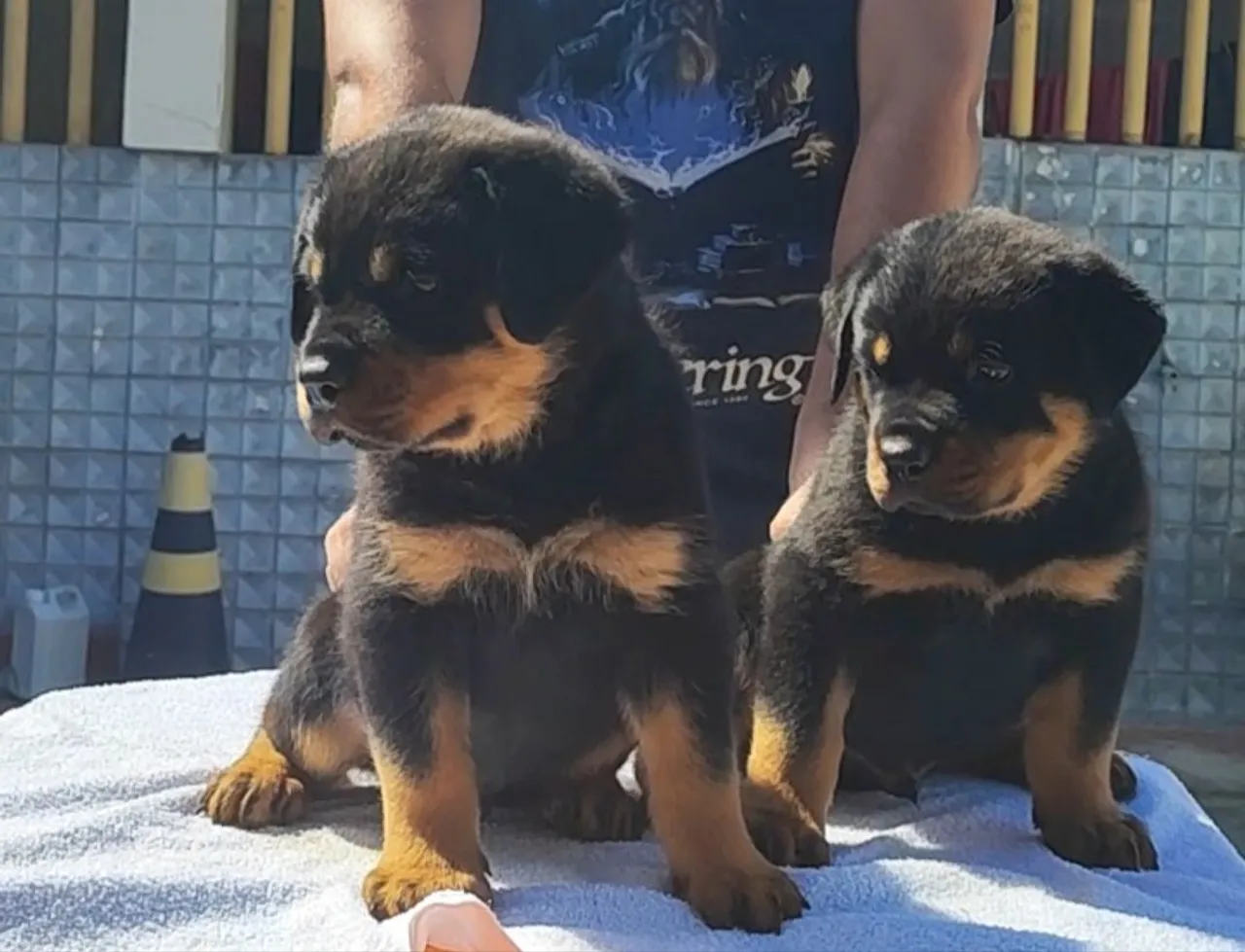 Canil Von Araújos ( ROTTWEILER)