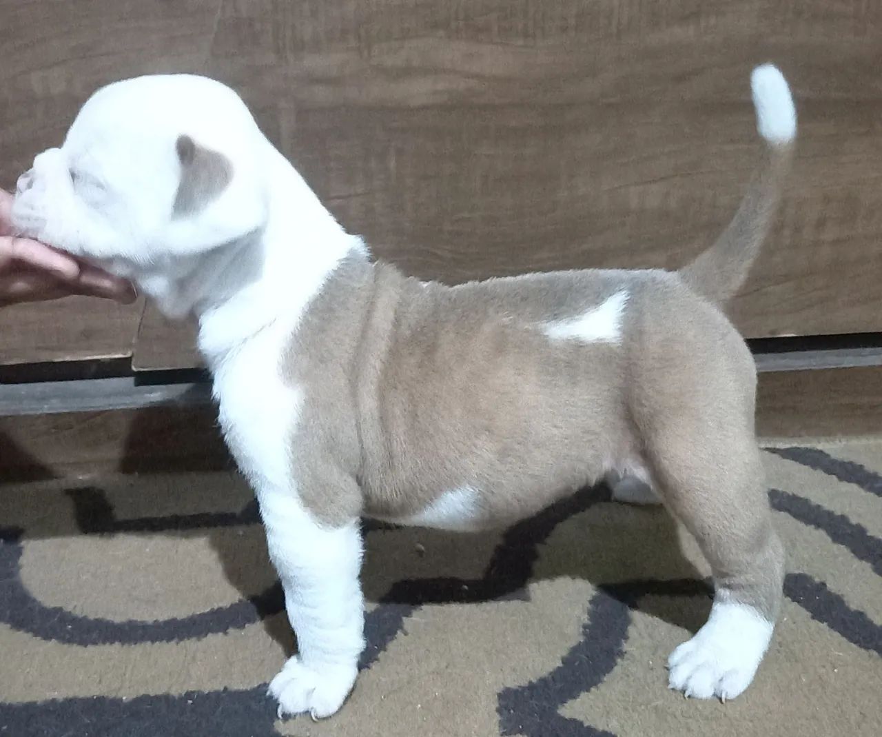 Vende-se filhotes de Olde Bulldog Inglês  - Foto 4