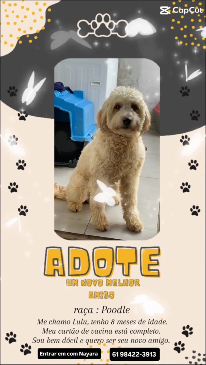 Lulu - Poodle para Adoção! ?
