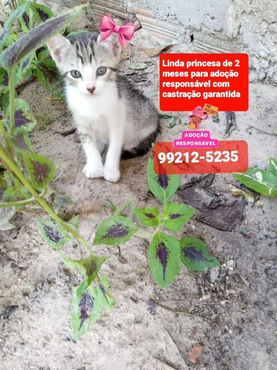 Gatinhos para adoção te eusponsável
