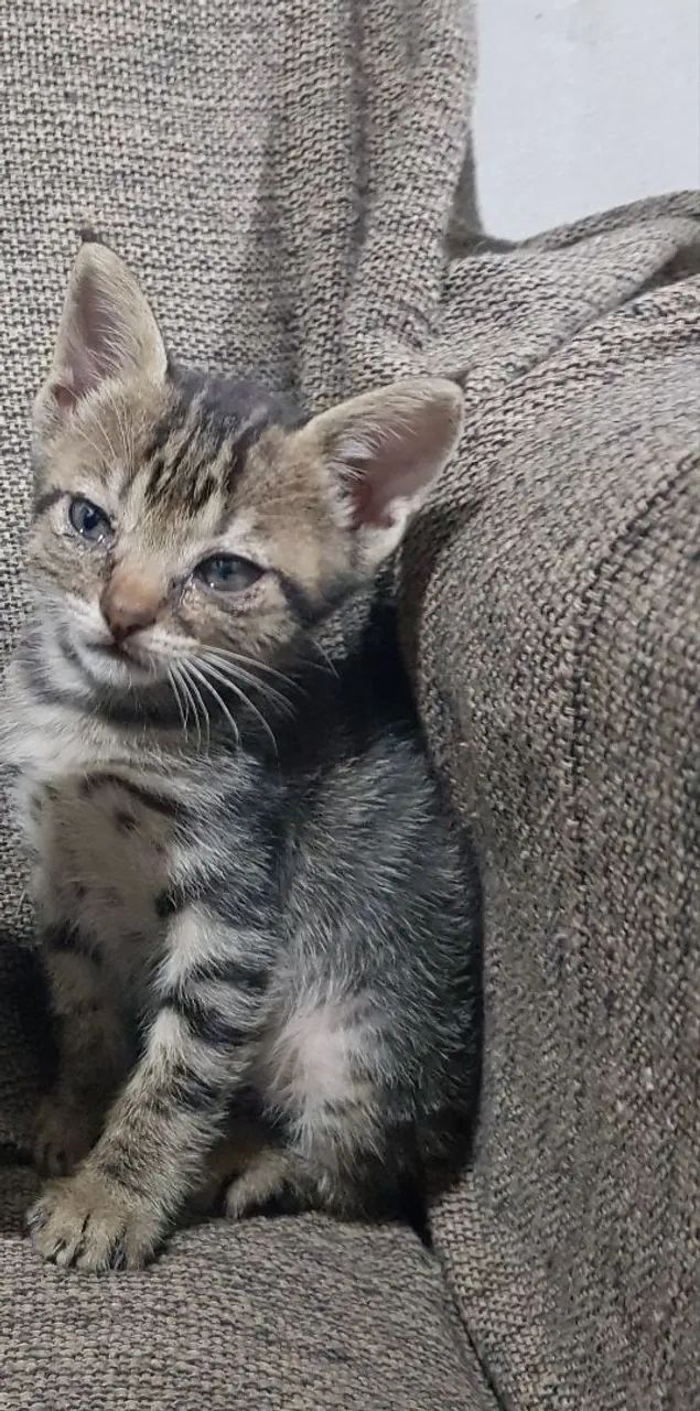 Gatinha Fêmea filhote para adoção - Foto 3